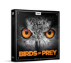 Boom Birds of Prey Sound Effects Library